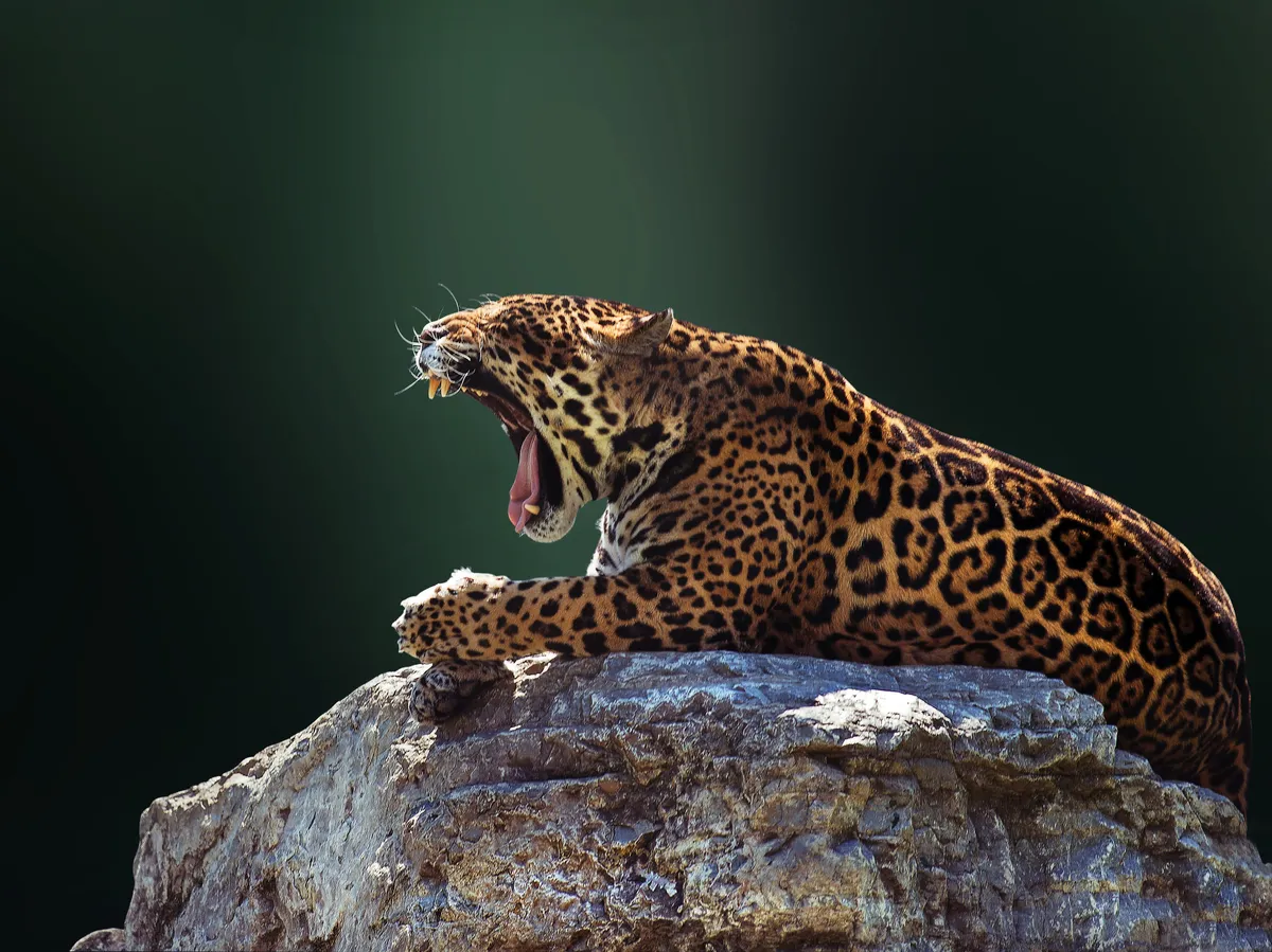 Jaguar (Panthera onca) yawning