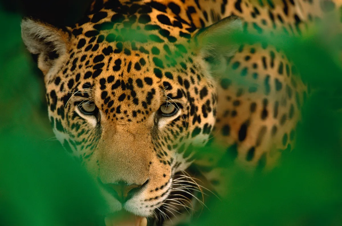 Young male jaguar (Panthera onca) staring through the jungle foliage