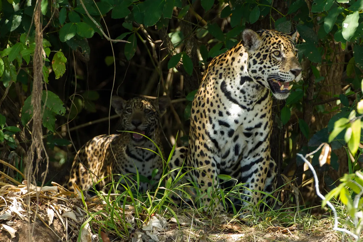 Baby jaguar in the shadows with its mother on a river bank in Brazil