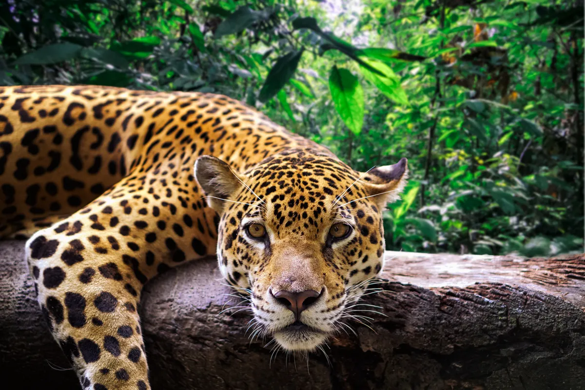 Close-up of a jaguar resting on a branch in the Peruvian jungle