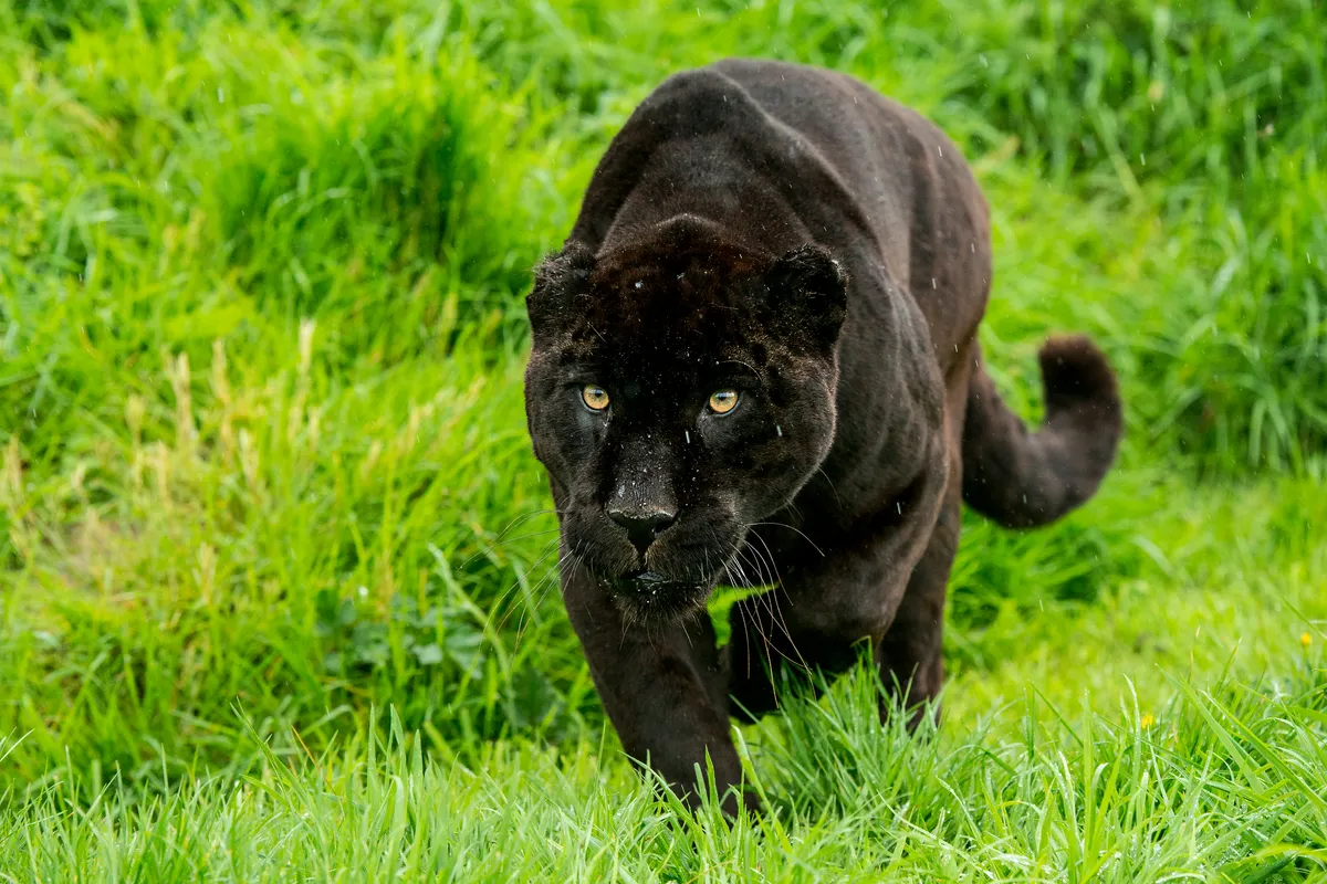 Black jaguar (Panthera onca) stalking prey