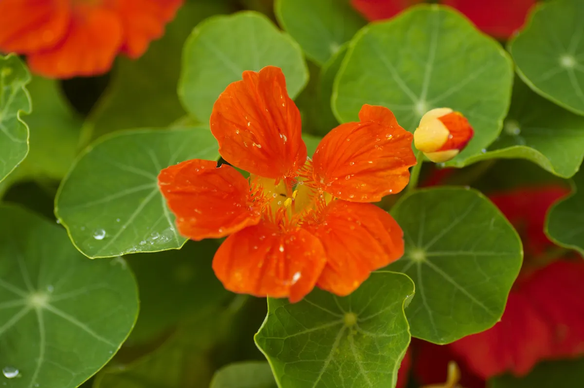 Nasturtiums can be planted with brassicas. © Dan Rosenholm/Getty