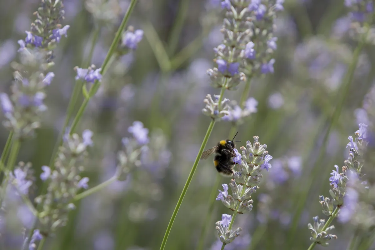 White-tailed bumblebee feeding on lavender. © Richard Baker/Getty