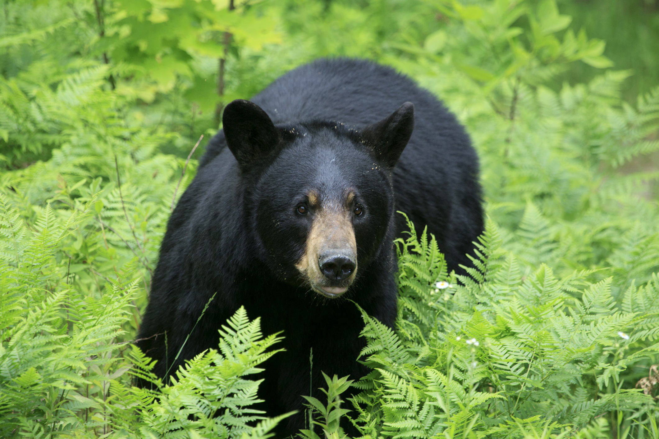 10 black bear facts!  National Geographic Kids