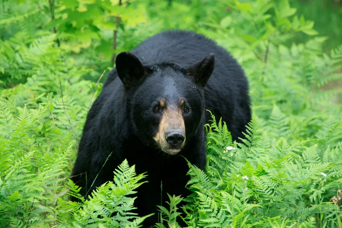 Black bear in high ferns and vegetation
