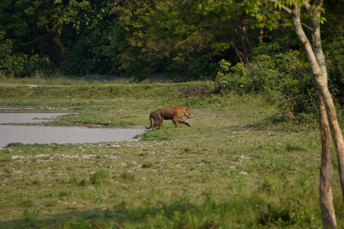 Royal Bengal tiger , Kaziranga National Park, Assam, India, Getty