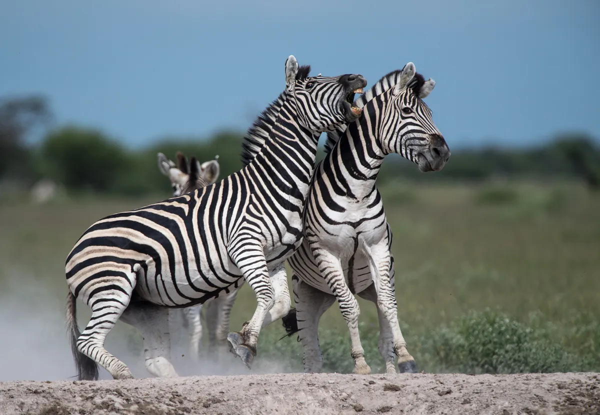 Two zebras fighting, Botswana
