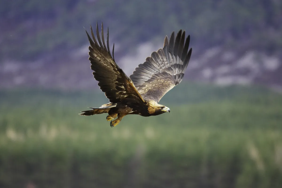 Adult golden eagle (Aquila chrysaetos) in flight.