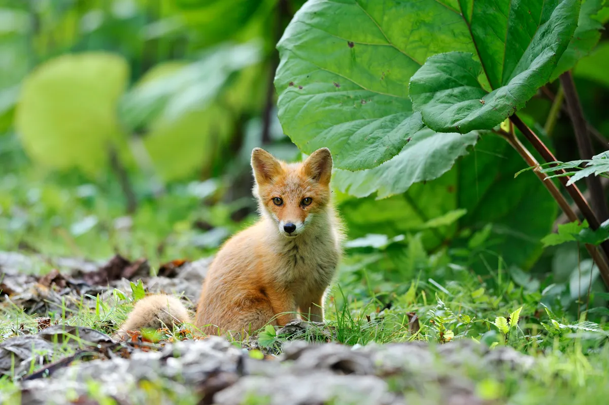 Young fox cub