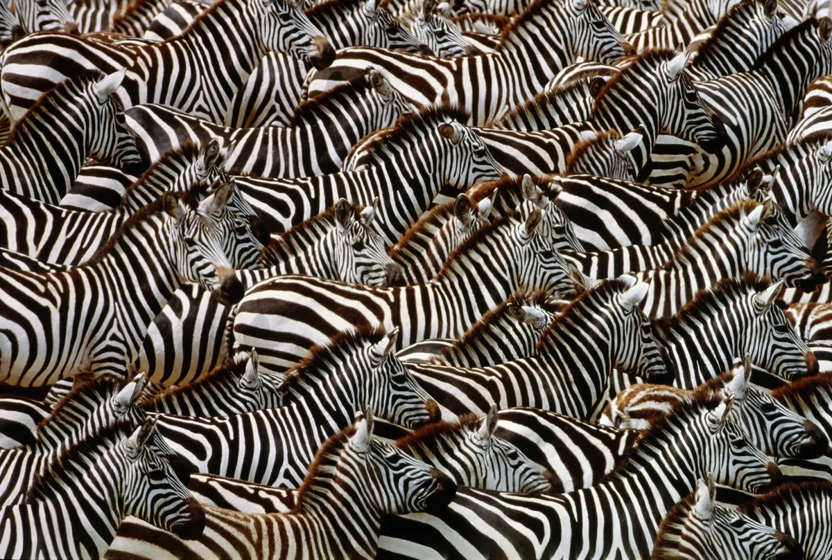 A dazzle of Burchell's zebras