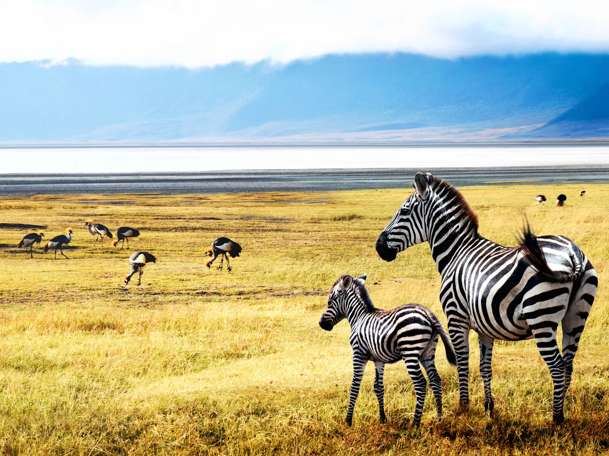 Baby zebra looking out over the Ngorongoro Crater in Tanzania with its mother