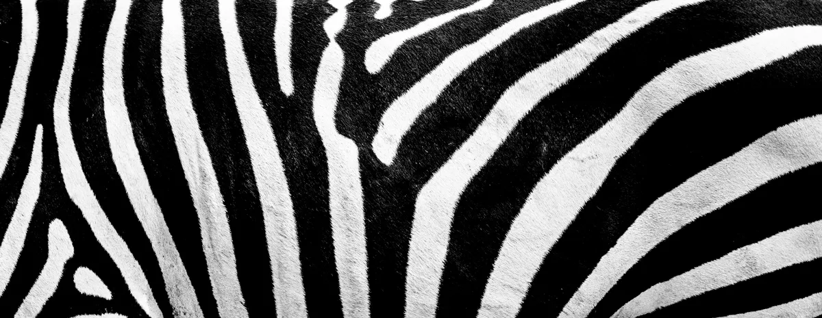 Zebra stripes.