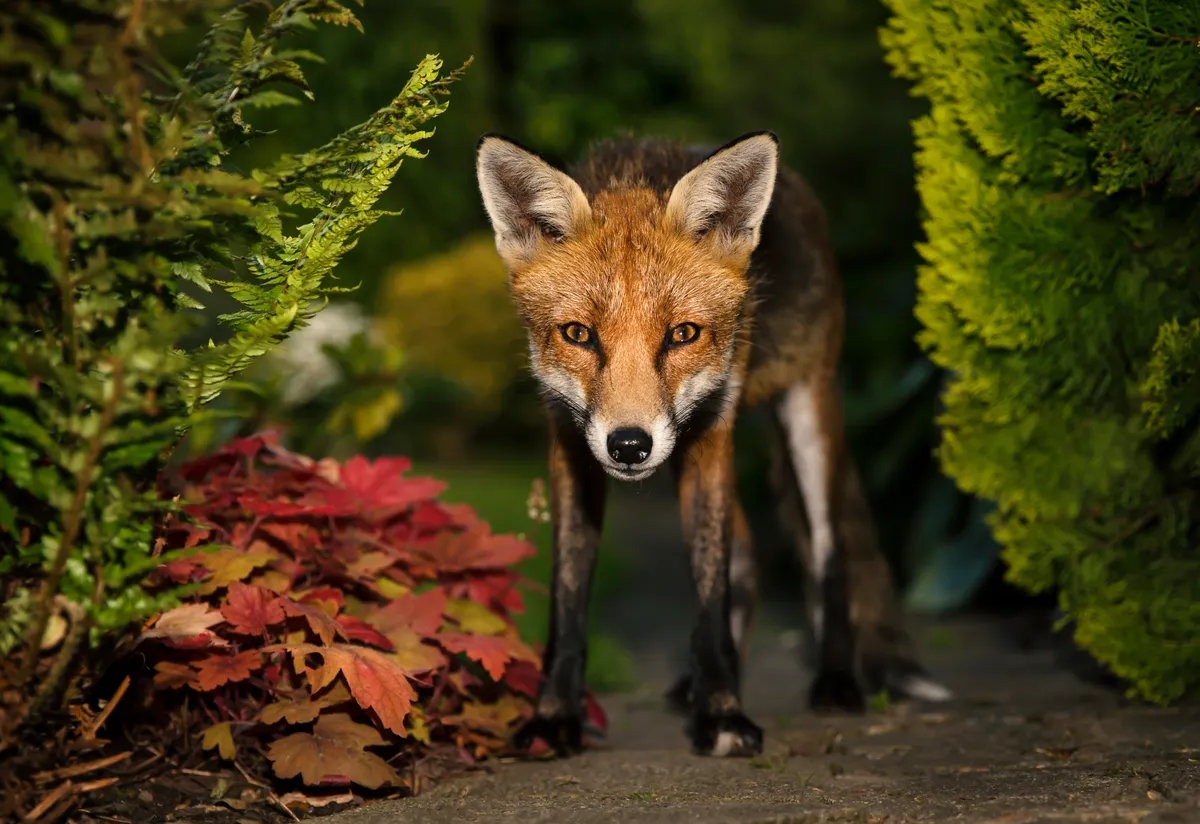 Red fox in a UK garden