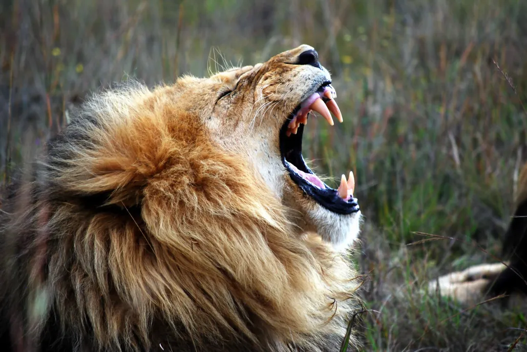The Lion Roars
