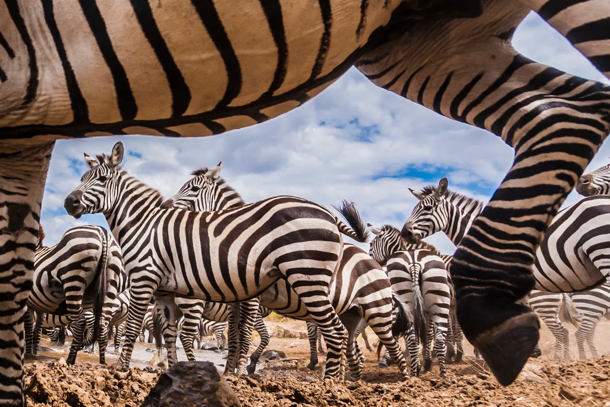 A spy camera capturing a zebra herd at the Mara river, with several zebra framed between the legs and body of another