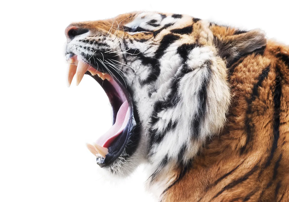 Roaring tiger (Panthera tigris)