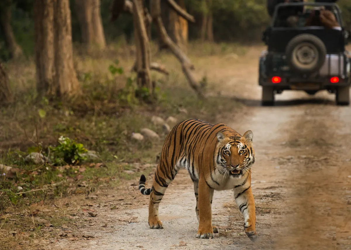 Royal Bengal Tiger on forest track of India, Getty