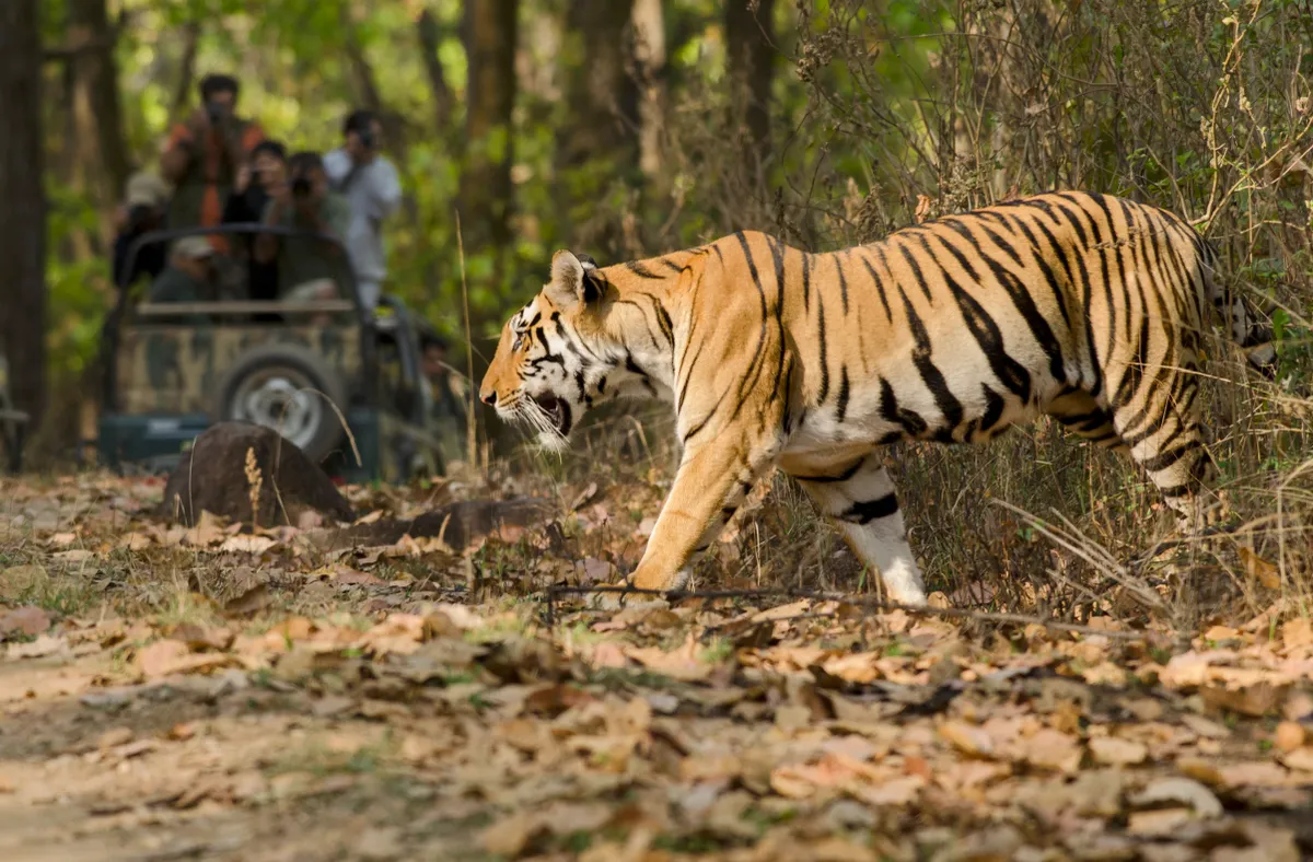 Tiger, Kanha, Madhya Pradesh, India, Getty