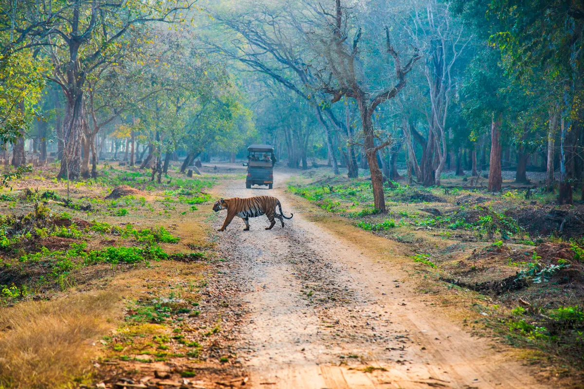 Tiger walking early morning.Hunting time.The image was taken in Nagarahole forest, Karnataka, India., Getty