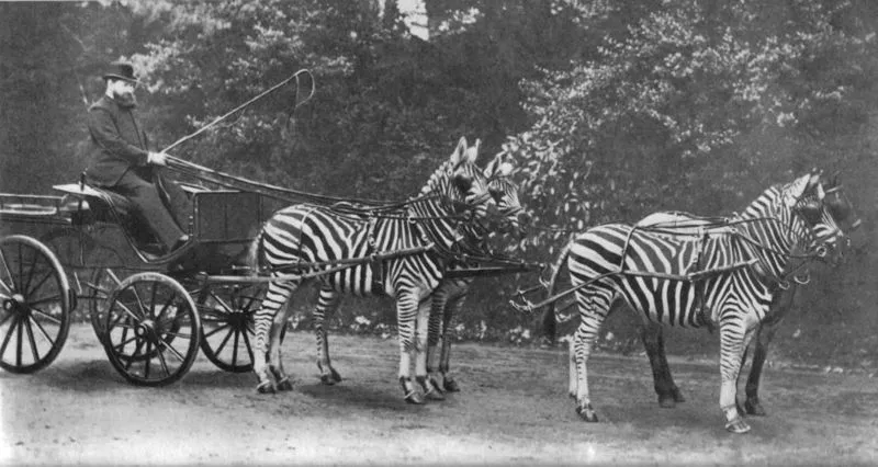 Walter Rothschild with his zebra carriage