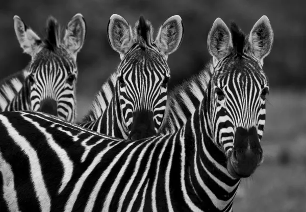 All you need to know about zebras, from where they live and why they ...