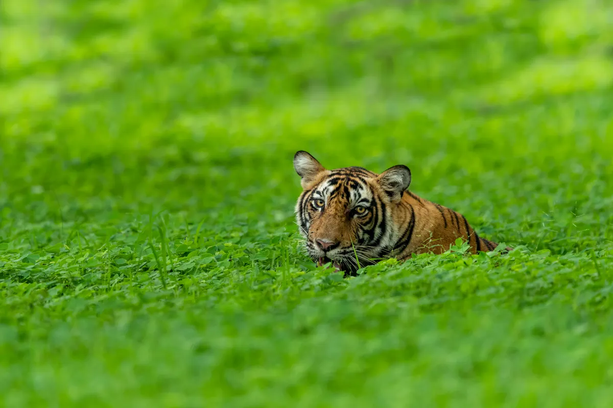 Tiger, Pench National Park, India, Getty