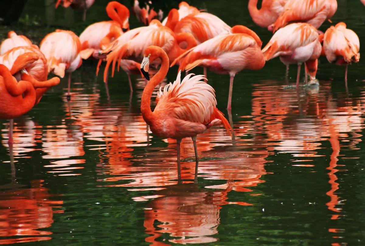 Flock of american flamingos (Phoenicopterus ruber) in lake