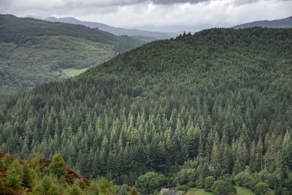View across Coed y Brenin forest in Snowdonia/Credit: Getty Images