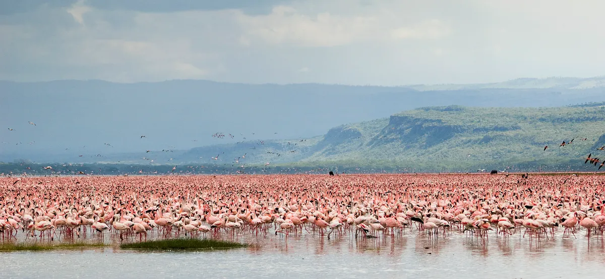 A vast flock of lesser flamingos in Nakuru Lake Reserve, Kenya
