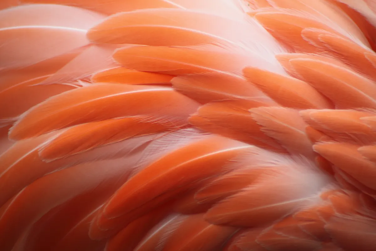 Close up of bright pink flamingo feathers