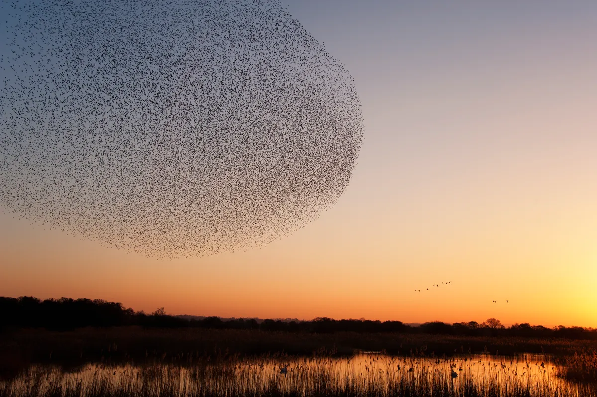 Starling (Sturnus vulgaris) flock descends to reedbed to roost at Shapwick Heath.