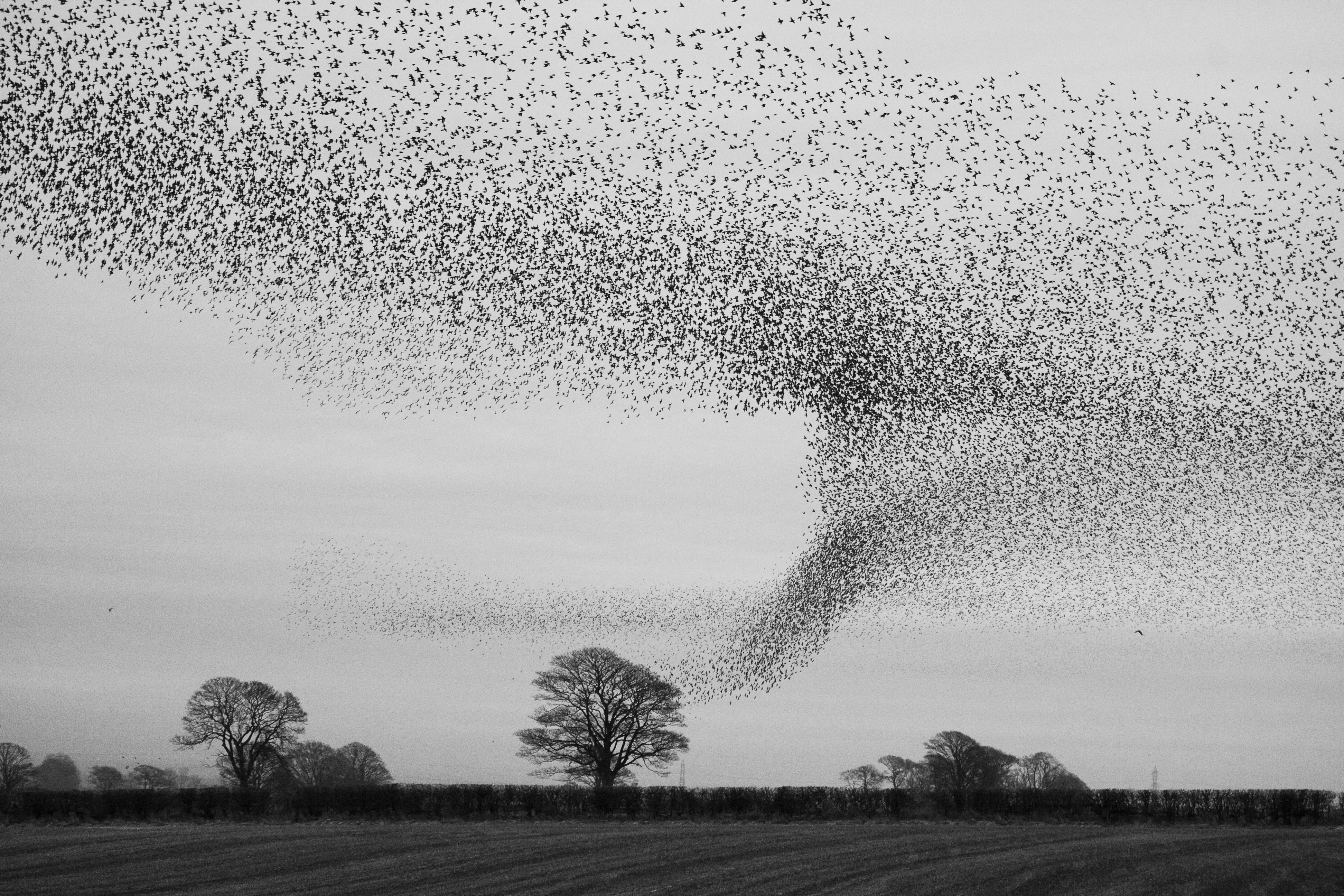 The UK's most spectacular winter bird flocks - Discover Wildlife