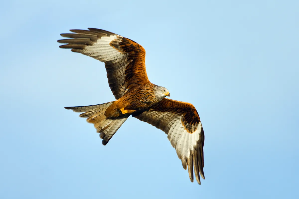 Red Kite (Milvus milvus) in flight, Gigrin Farm