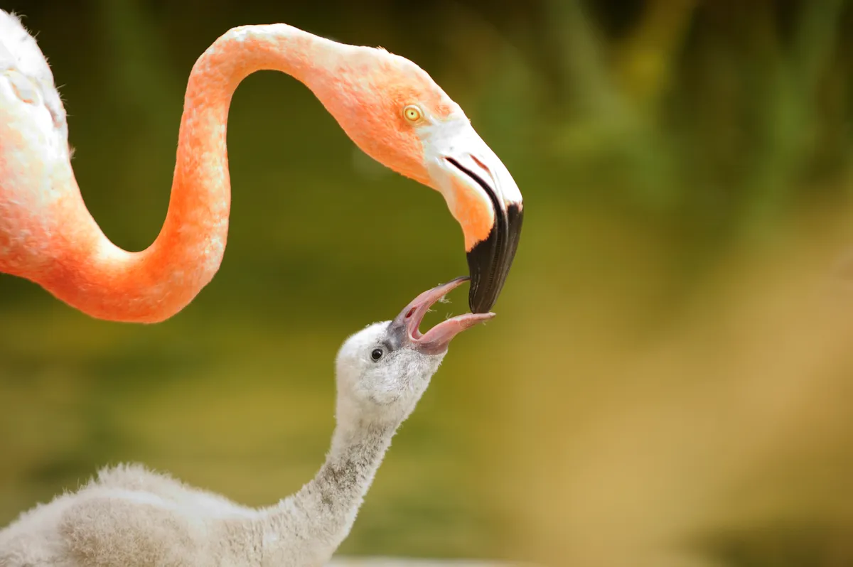 Mother flamingo feeding her chick
