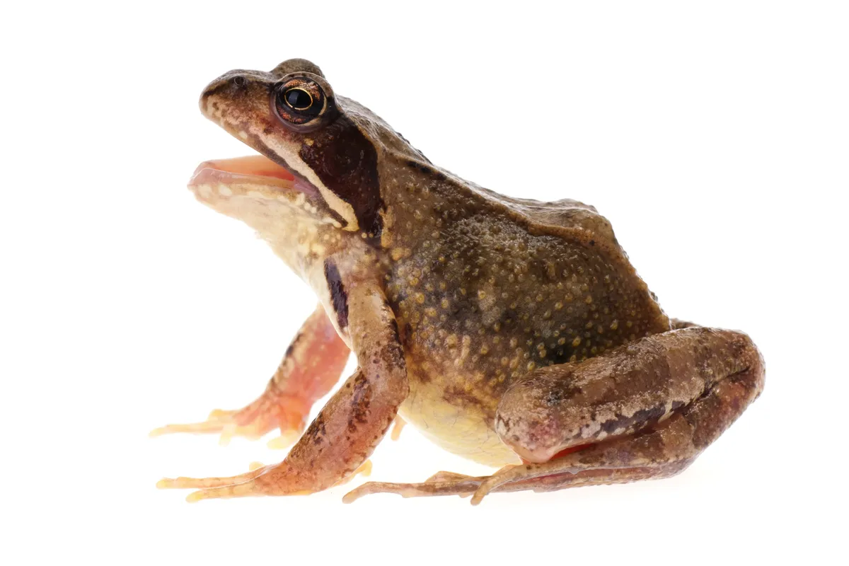 Common brown frog (Rana temporaria) with its mouth open