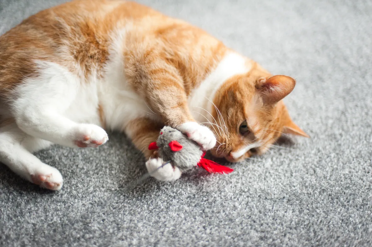 A cat playing with a toy mouse. ©Elizabeth Livermore/Getty