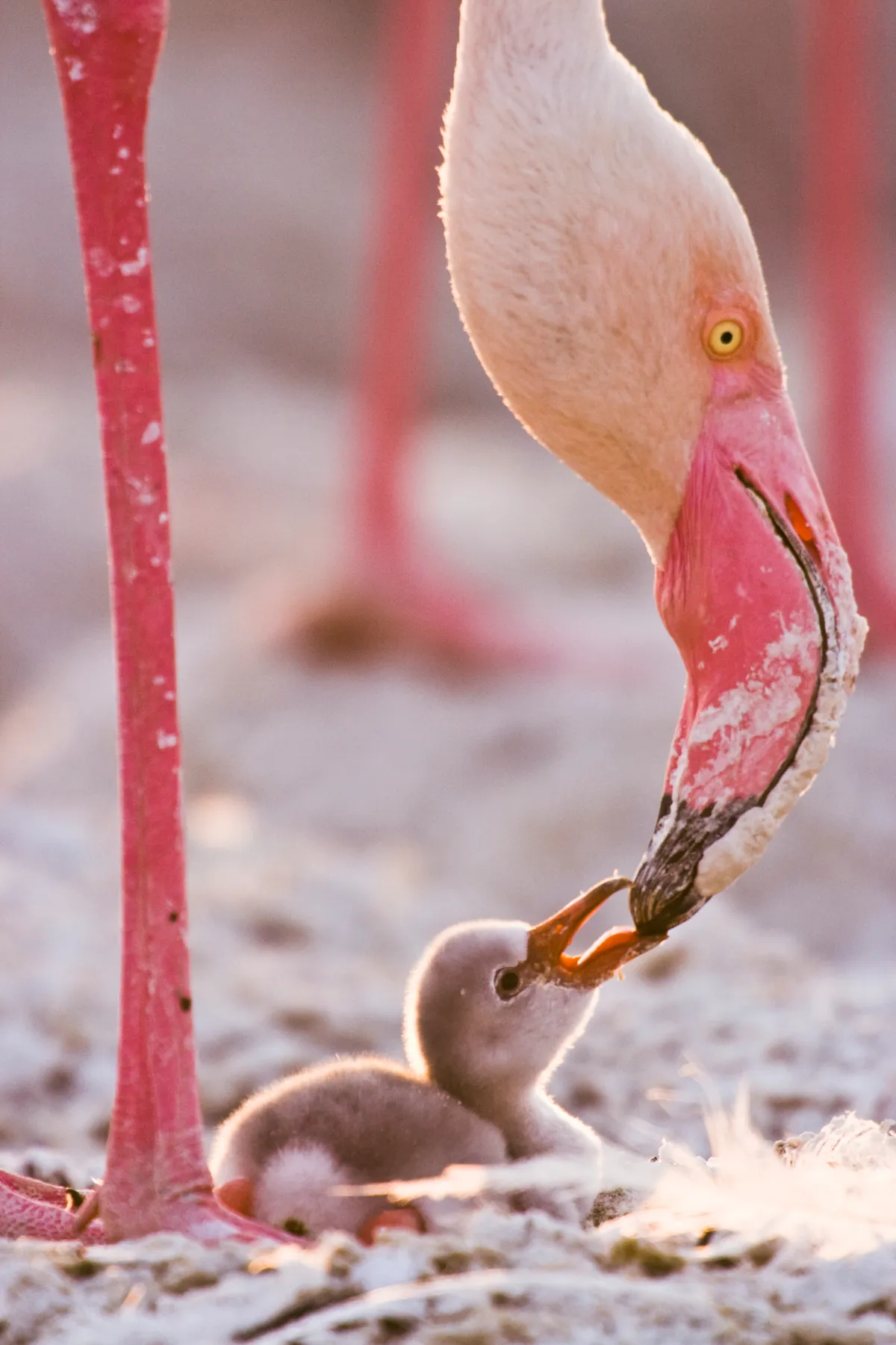 Baby flamingo chick begging adult for food, Lake Nakuru NP, Kenya