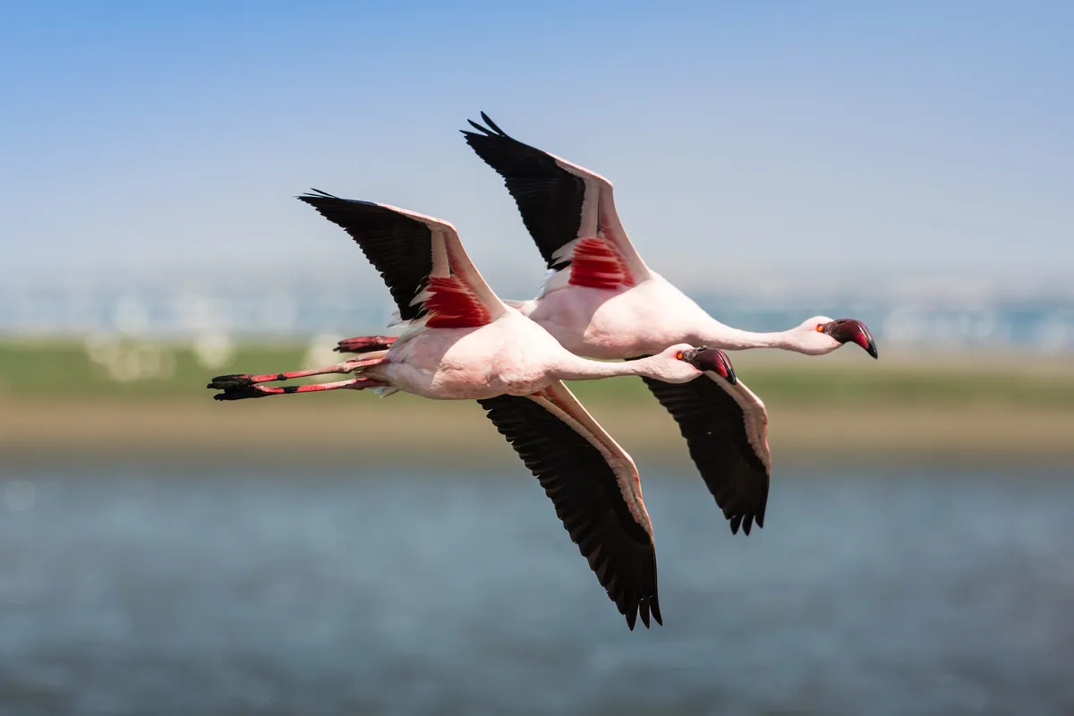 Lesser flamingo flying over water in Walvis Bay, Namibia