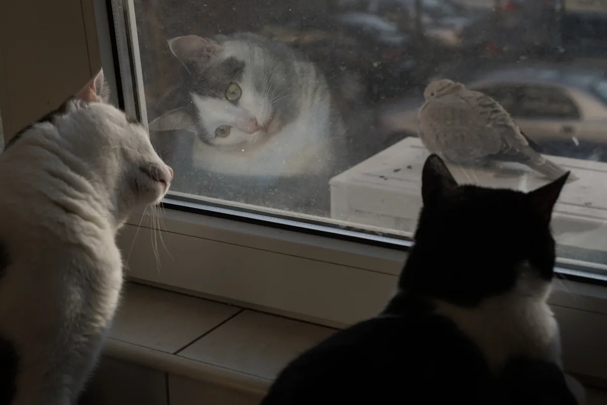 Cats looking at a dove though a window. © Urda Petre/EyeEm/Getty