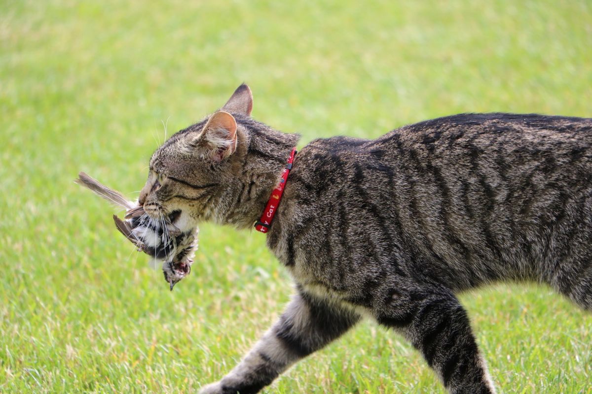 How can I stop my cat hunting wildlife?