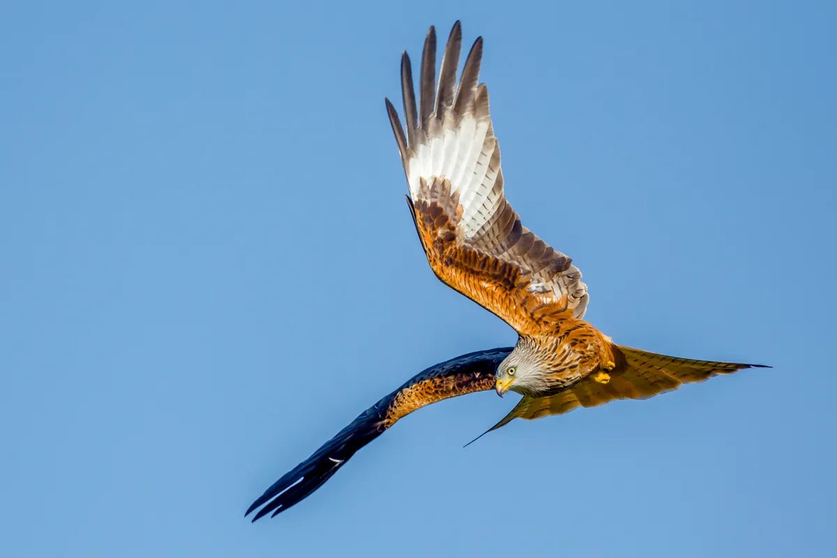 Red kite (Milvus milvus) in flight preparing to dive