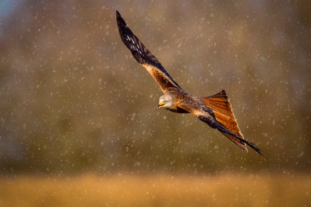 Red kite (Milvus milvus) in flight during a snow shower