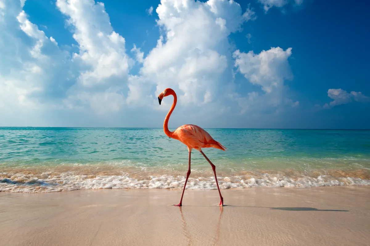 Flamingo walking along beach in the Dominican Republic