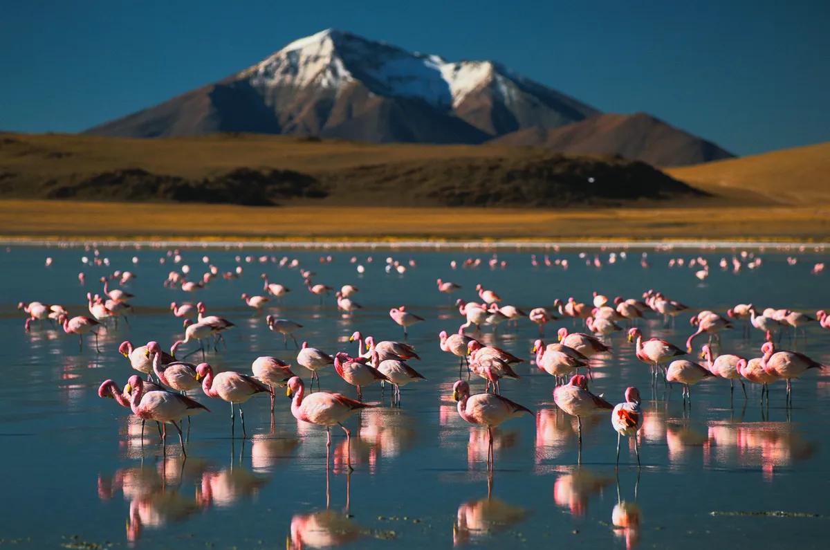 Flamingoes at high altitude in Atacama desert, Bolivia.