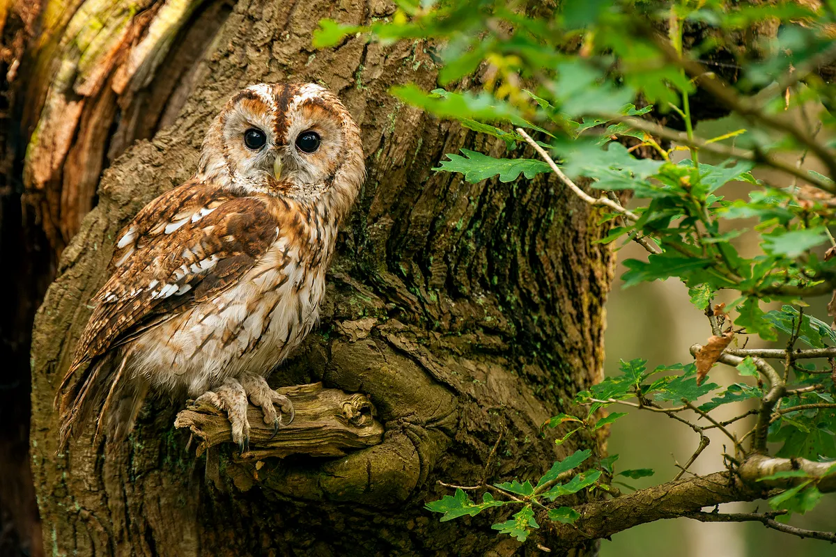 Tawny owl perching on branch during the day
