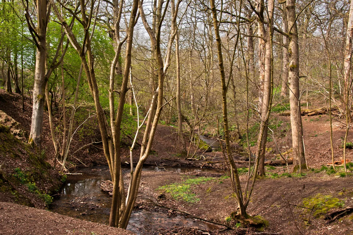 Woodland in winter/Credit: Ian Greig, Geograph