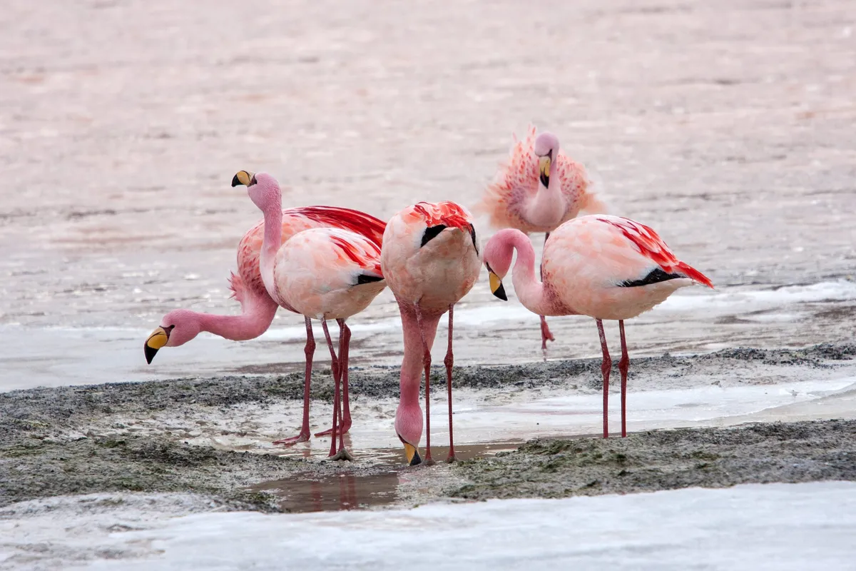 James Flamingos