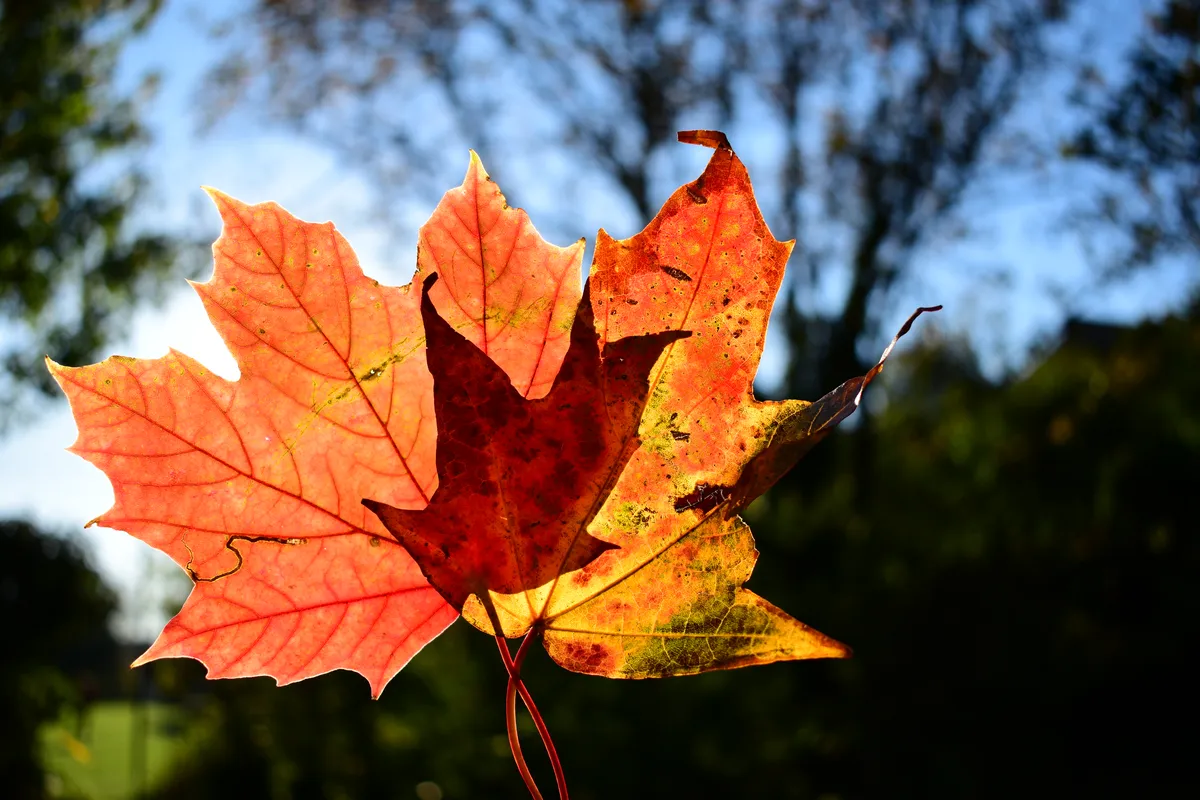 Autumn leaf against a sunny background, Getty