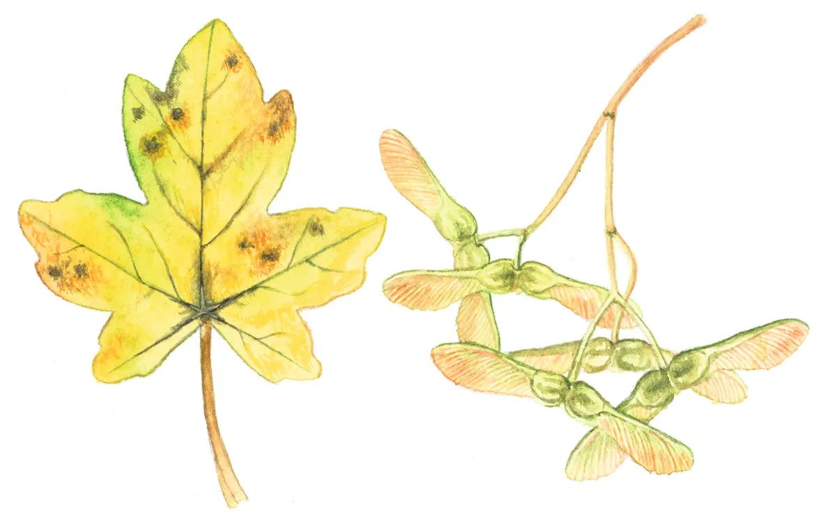 Field maple leaf and seeds. Felicity Rose Cole