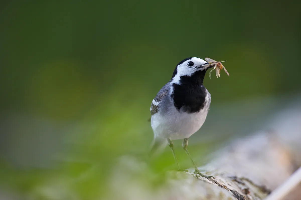White pied wagtail (Motacilla alba) with insect in beak